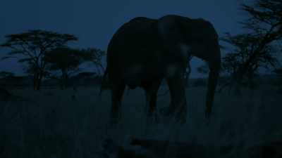 HE TRUMPETS - Serengeti
