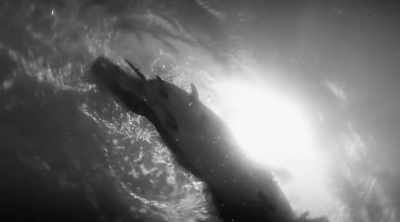 He turns to fight it, - Shark Attack Files