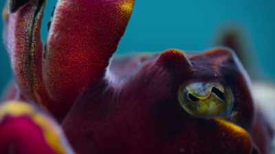 He uses his dazzling colors
to his advantage. - The Secret Lives of Animals