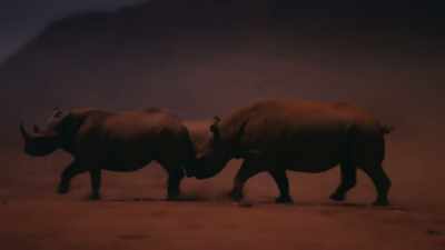 He uses his horn to try
and hook her hind legs and trip her up. - Our Great National Parks