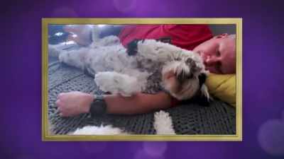 He wakes up on his back
expecting a belly rub. - 2022 American Rescue Dog Show