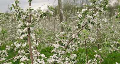 He wasn't really much
worried about them - The Pollinators