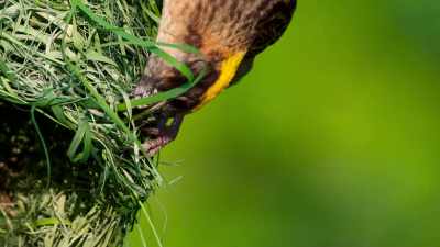 He weaves the egg chamber, - The Secret Lives of Animals