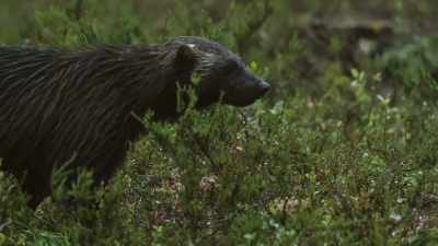 He will chow down
some plants or berries as he goes, - Wild Nordic