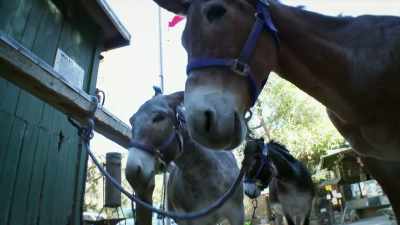 He will go anywhere I want him to go, - United States of Animals