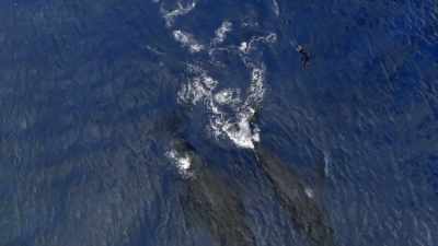 "He will have to stay close to Mom." - Secrets of the Whales