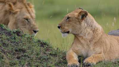 He will now have sole responsibility
for their egg - Dynasties