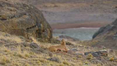 He will soon leave
to defend his territory. - The Secret Lives of Animals