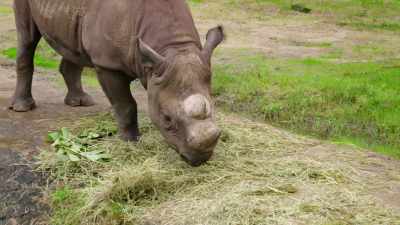 He wins over your heart very quickly.
Badru is very easy to work with, - Magic of Disney's Animal Kingdom