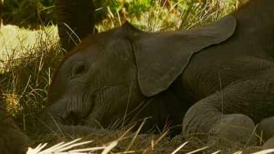 He won't be safe until he takes
his first steps... - Serengeti