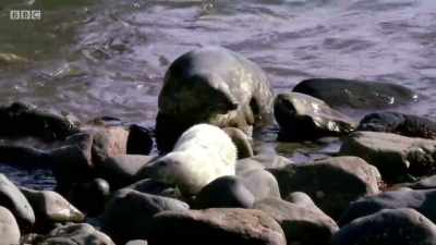 He won't be welcome
until their pups are weaned. - Wales: Land of the Wild