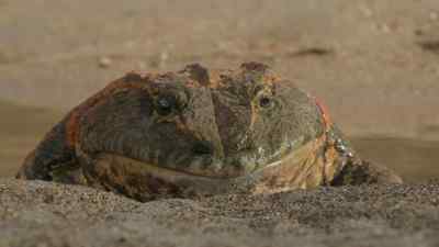 He won't need to feed again for a month. - Prehistoric Planet