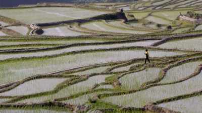 He worked in rice fields
in the summers. - Make People Better