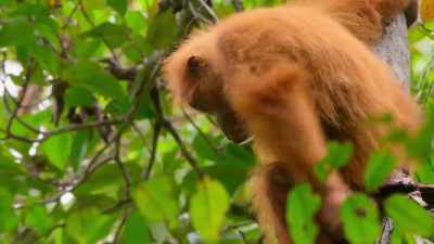 He would need to be
a lot bigger and hairier - Our Planet
