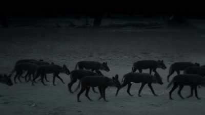 Heads down, tails down,
they seem to mourn. - Dynasties