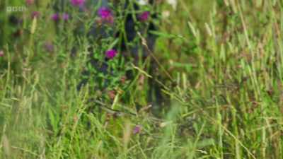 Healthy soil supports
greater biodiversity. - Wild Isles