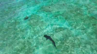 Healthy turtles will keep well away
from an approaching shark. - Blue Planet II