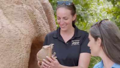 Heather: I'm so glad he's
feeling better, and get back
out there to his audience. - Secrets of the Zoo