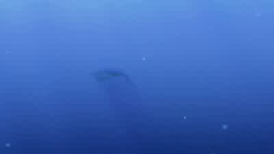 - Heaven knows what you're saying. - Finding Nemo