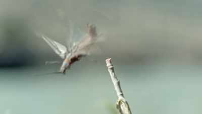 Heavy bodies and delicate wings - Epic Yellowstone