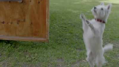 [Hector] Praise the Lord,
it's the rapture! - Angry Neighbors