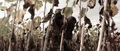 He'd see us coming and kill Major Jackson
before we could get to him. - Jarhead: Law of Return