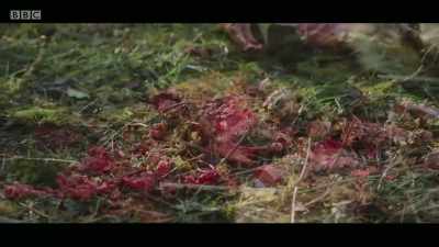 ♪ Heifer whines - Mandy