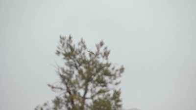 [helicopter whirring] - Kidnapping in the Grand Canyon