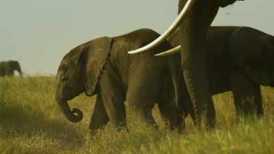 He'll defend his brother,
whether he needs to or not. - Serengeti