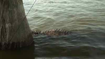        He'll pop the line.
           Shoot him. - Swamp People