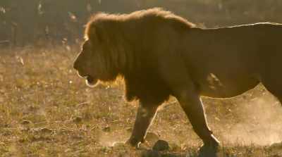 …and their lead male
reigns as warrior king. - Surviving Paradise: A Family Tale