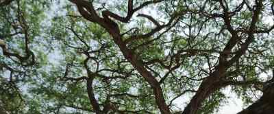 …drawing water up
to its branches… - Our Universe