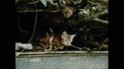 Hello, Biggles.
Hello, Biggles. - That Summer