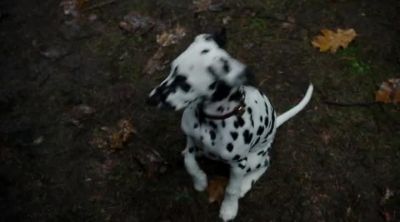 Hello, puppy. - Once Upon a Time