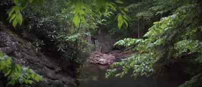Hello? - The Jungle Book