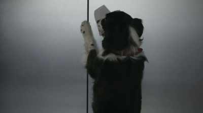 - Hello? Somebody? Can you hear us? Hello!
- Hey! Hey! - Cats & Dogs 3: Paws Unite