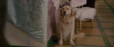 Hello there And who would you be - Made of Honor