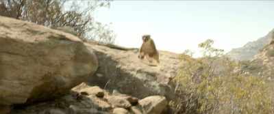 -Help! Help! Lion! - Me Time