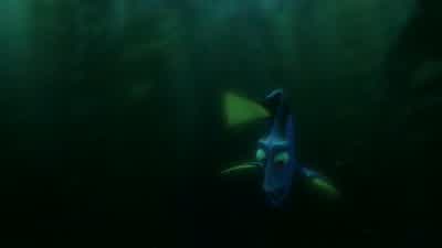 Help. No. No. No. Help. Help. Help me. Help. Help me. Please. Somebody help me! Hey, can... Help me? - Finding Dory