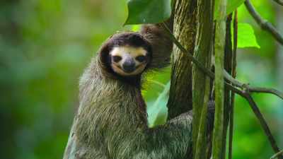 Helping these laid-back leaf-eaters hide - The Secret Lives of Animals