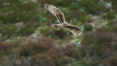 Hen harriers, they require open
grassland and open moorlands - Wild Isles