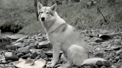 Henceforth, you will be called - Outlander