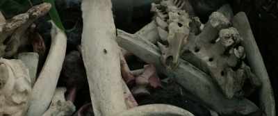 Hendrix. Boy, come here. - Pet Sematary: Bloodlines