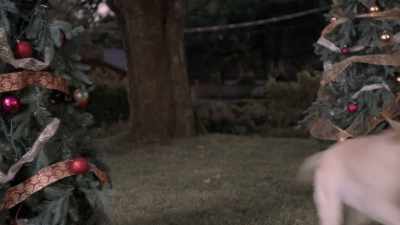 Henry, come here, boy! - Christmas Unleashed