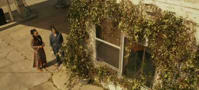 Henry planted it years ago
and never learned its name - The Winchesters
