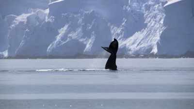 "Her baby knows what this
communication means..." - Secrets of the Whales