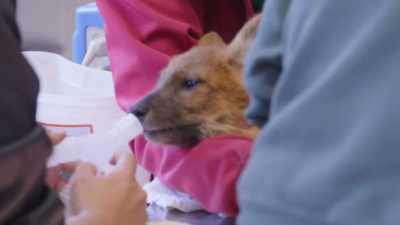 Her body temperature
is starting to drop - Secrets of the Zoo