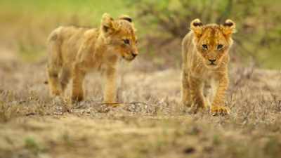 Her bolder brothers approach first. - Wild Babies