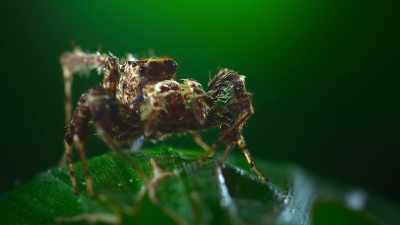 Her brain may be the
size of a pinhead, - The Secret Lives of Animals