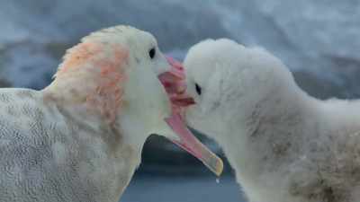 Her chick is smaller than it should be, - Our Planet